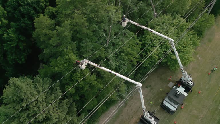 Best Hazardous Tree Removal  in Chesterfield, MO